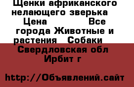 Щенки африканского нелающего зверька  › Цена ­ 35 000 - Все города Животные и растения » Собаки   . Свердловская обл.,Ирбит г.